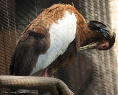 Madagascar Crested Ibis