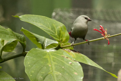 Lavender Waxbill