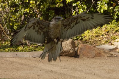 Ferruginous Hawk