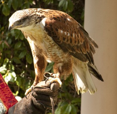 Ferruginous Hawk