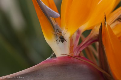 A Bird & A Bee