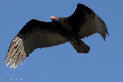 New World Vultures