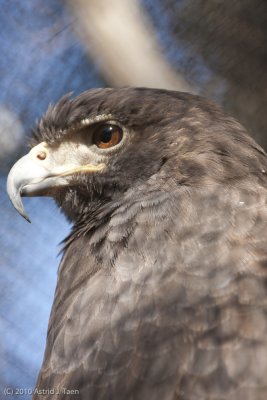 Harris' Hawk