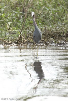 Little Blue Heron