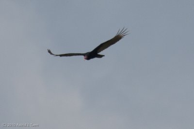 Turkey Vulture