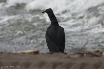 Black Vulture