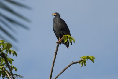 Mangrove Black-Hawk