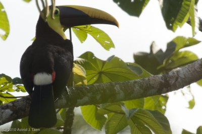 Chestnut-mandibled Toucan