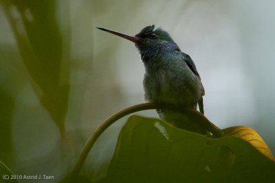 Charming Hummingbird