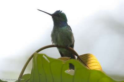 Charming Hummingbird