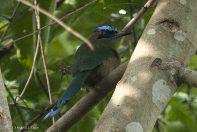 Blue-crowned Motmot