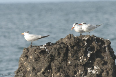 Tern