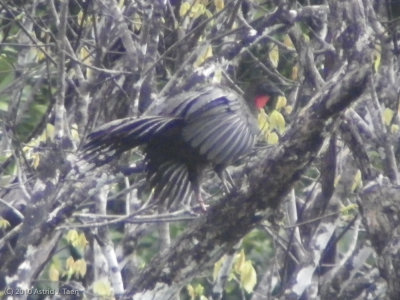 Unidentified Bird