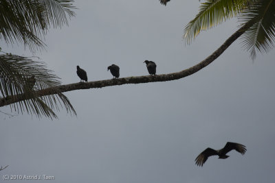 Black Vultures