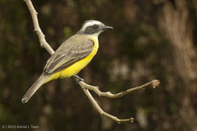 Social Flycatcher