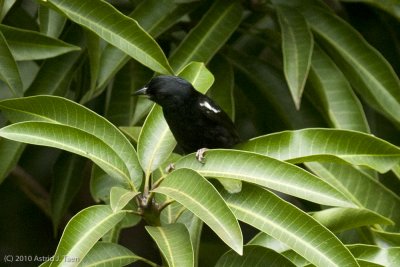 White-lined Tanager