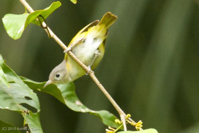 Warbler