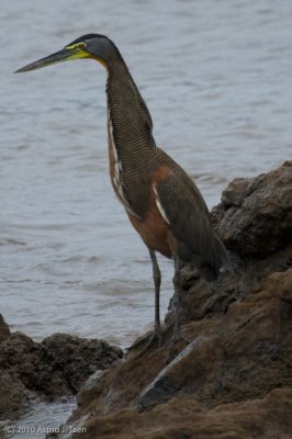 Bare-throated Tiger-Heron
