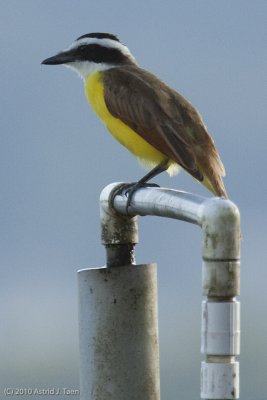 Great Kiskadee