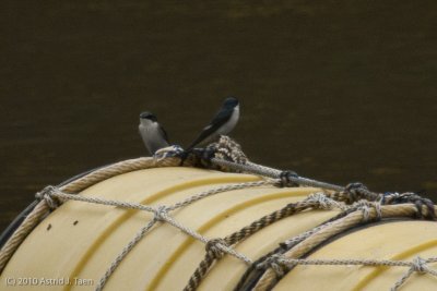 Mangrove Swallow