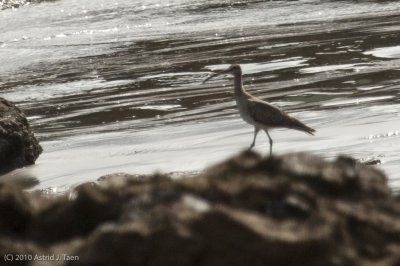 Unidentified Bird