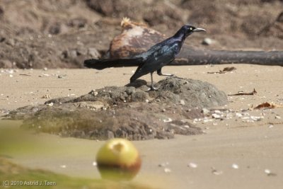 Grackle