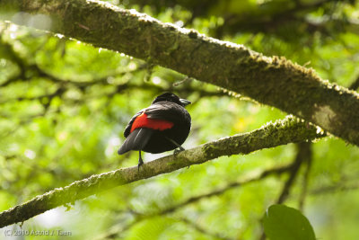 Cherrie's Tanager