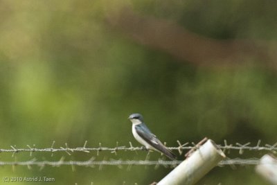 Mangrove Swallow