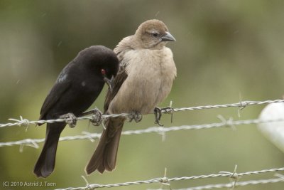 Unidentified Bird
