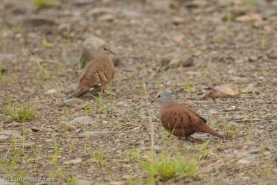 Ruddy Ground-Dove