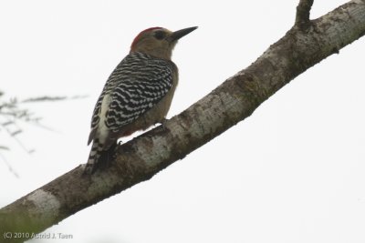 Red-crowned Woodpecker