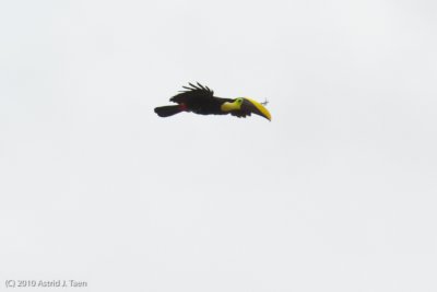 Chestnut-mandibled Toucan