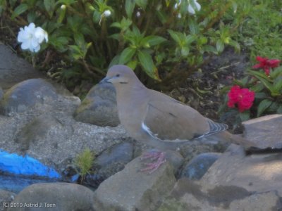 White-winged Dove