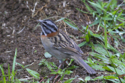 Rufous-collared Sparrow
