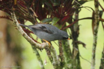  Black-faced Solitaire