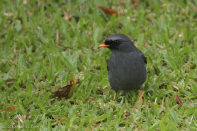  Black-faced Solitaire