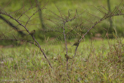 Unidentified Bird