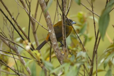 Unidentified Bird