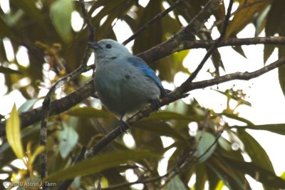 Unidentified Bird