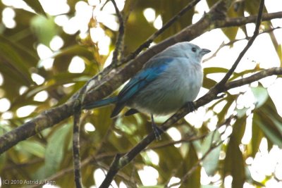 Unidentified Bird