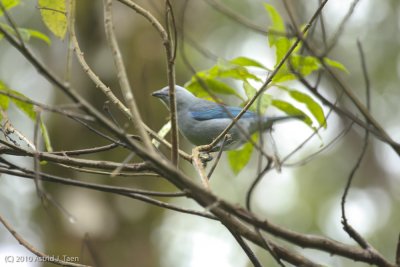 Blue-gray Tanager