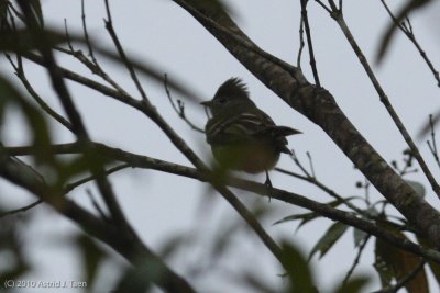 Unidentified Bird