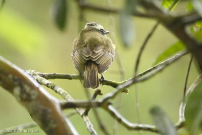 Unidentified Bird