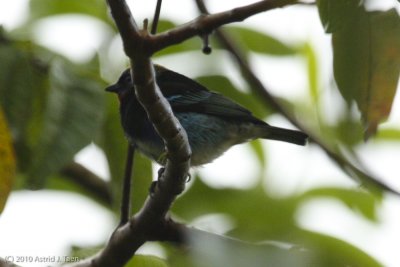Golden-hooded Tanager