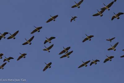 Canadian Geese
