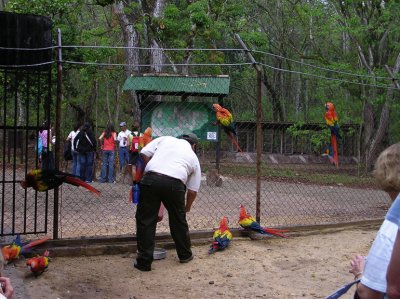 Guide Bringing Food for the Scarlet Macaws