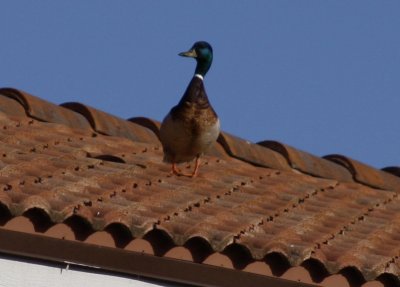 Duck on a Roof