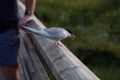 Forster's Tern