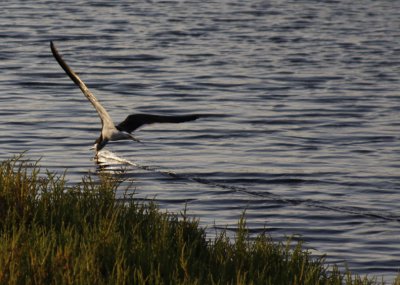 Black Skimmer