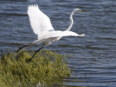 Great White Egret